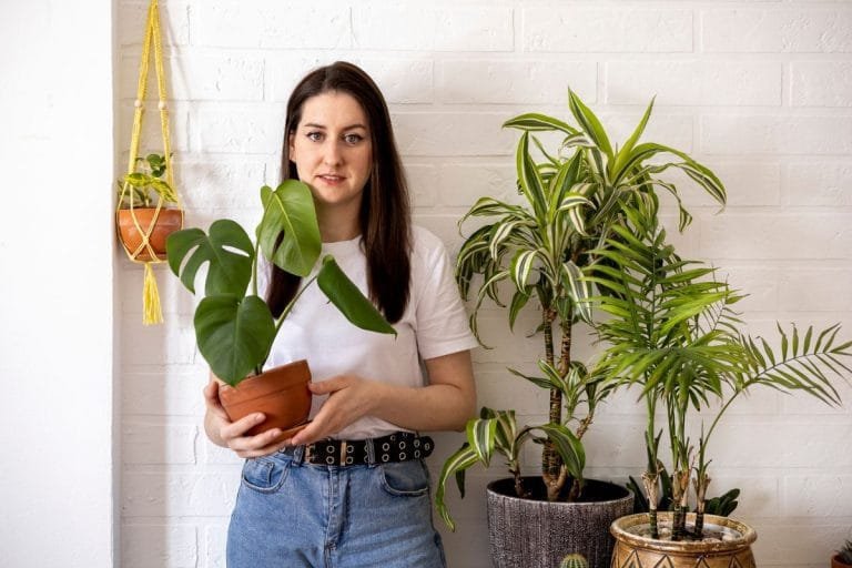 planta ornamental para casa